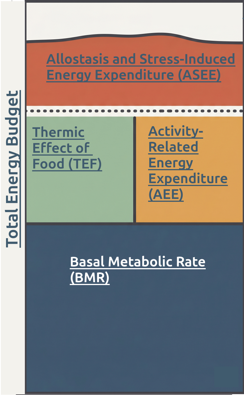 Full container representing the Total Energy Budget and its subcomponents of Allostasis and Stress-induced energy expenditure, Thermic Effect of Food, Activity-related Energy Expenditure, and Basal Metabolic Rate.